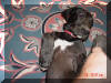 Daphne is a Black Great Dane Daphne Black Great Dane Breeder Marshfield, Missouri 65706 U.S.A.